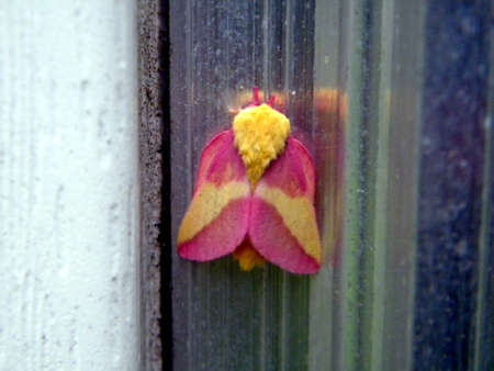 Rosy Maple Moth - Dryocampa rubicundaの写真素材