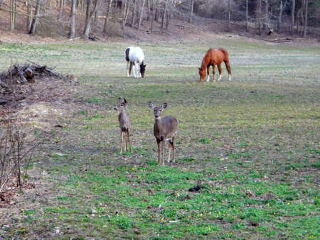 Deer With Horsesの写真素材