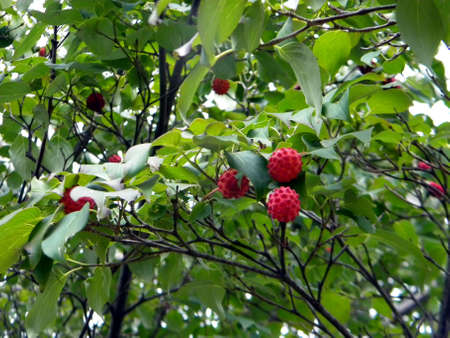 Cornus Kousa:  Dogwood with Strawbery-Like Fruitの写真素材