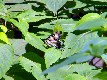 Eastern Tiger Swallowtail Butterflyの写真素材