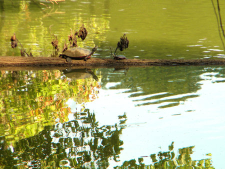 Mama and Baby Painted Turtlesの写真素材