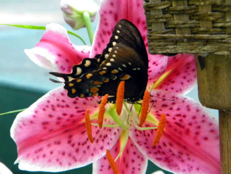 Spicebush Swallowtail Butterfly on Oriental La Mancha Daylilyの写真素材