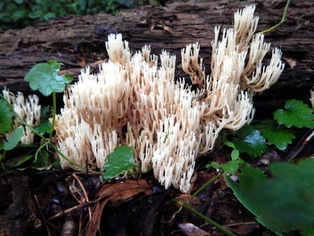 Fungi in the Forestの写真素材