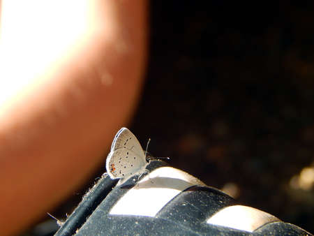 Eastern Tailed Blue Butterflyの写真素材