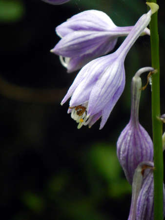 Adria Bellflower Along the Creekの写真素材