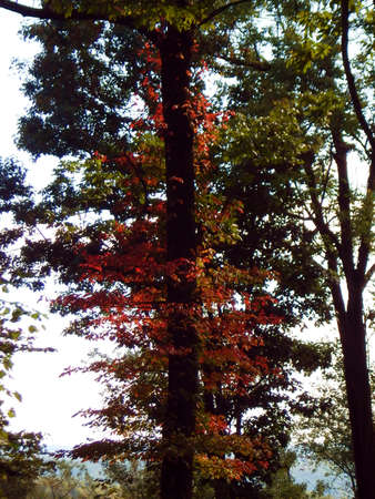 Fall Foliage in Kelly's Run 2015の写真素材