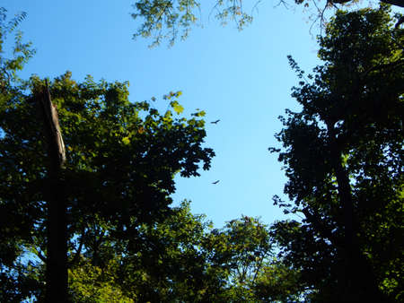 Hawks in the Blue Skyの写真素材