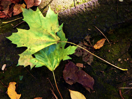 Fall is Coming 2015の写真素材