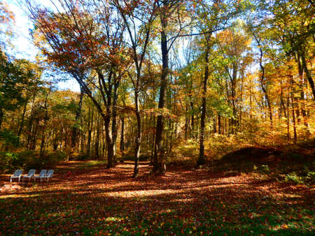 Fall Foliage Down in the Hollarの写真素材