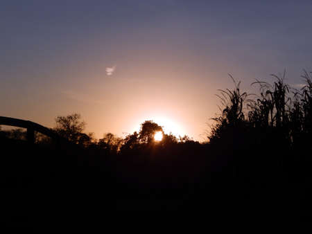 Sunset Circle Through Treesの写真素材