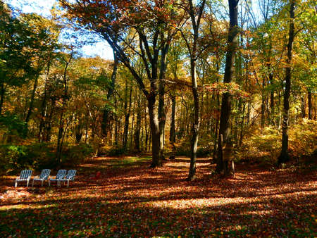 Fall Foliage Out in the Backwoodsの写真素材