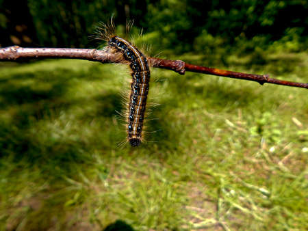 Caterpillar On A Stick IIIの写真素材