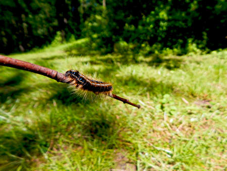 Caterpillar On A Stick IIの写真素材