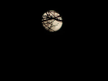Full Moon Through the Woods IIの写真素材