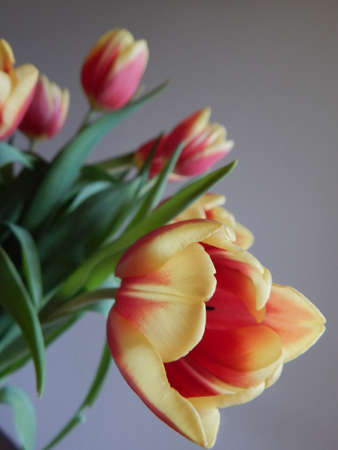 Vased Boquet of Tulips IIの写真素材