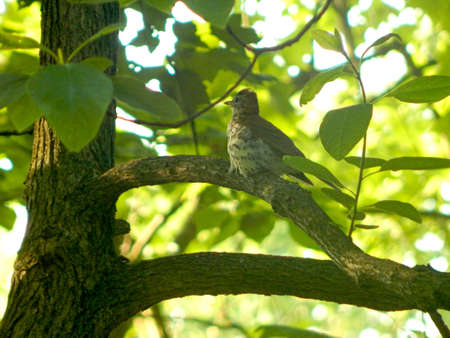 Perched Wood Thrushの写真素材