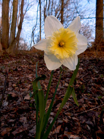 Sunny Daffodil IIIの写真素材
