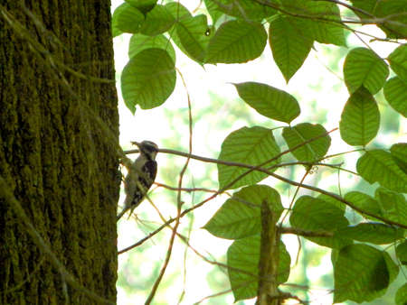 Woodpecker Peckingの写真素材