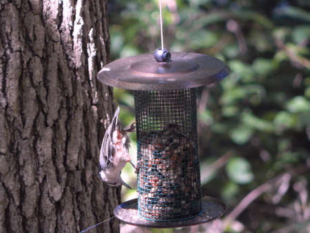 Hungry White-Breasted Nuthatchの写真素材