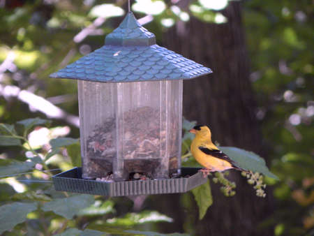Vibrant American Goldfinchの写真素材
