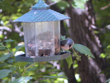 Backyard Tufted Titmouseの写真素材