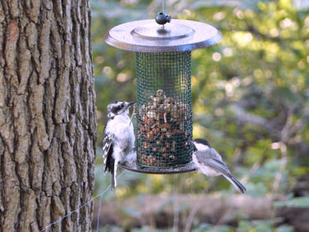 Downy Woodpecker & White-Breasted Nuthatchの写真素材