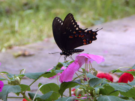 Beautiful Spicebush Swallowtail Butterflyの写真素材