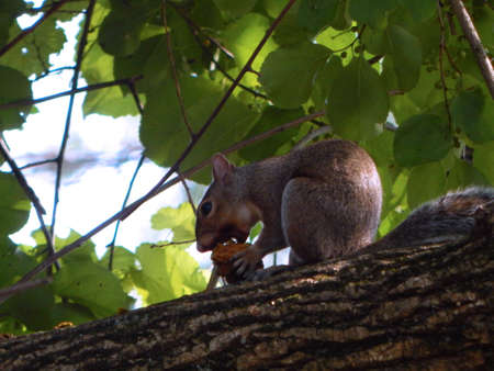 Hungry Squirrelの写真素材