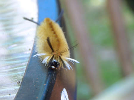 Banded Tussock Mothの写真素材