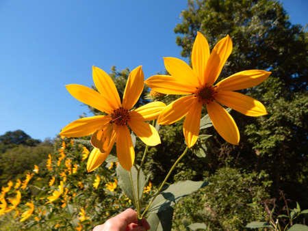 Wildflowers & Blue Skyの写真素材
