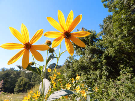 Golden Wildflowersの写真素材