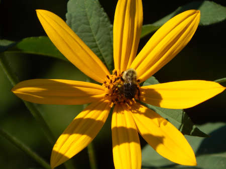 Another Hungry Beeの写真素材