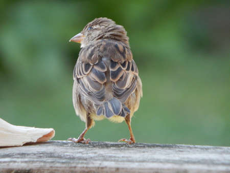 Backyard House Sparrowの写真素材