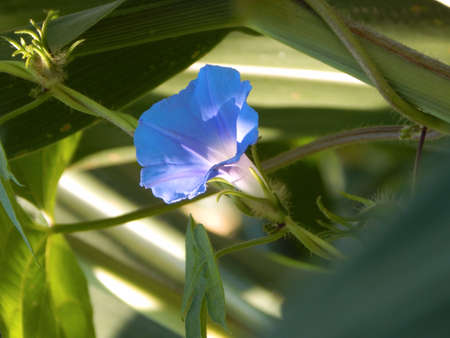 Common Morning Gloryの写真素材