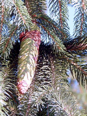 Huge Pine Coneの写真素材