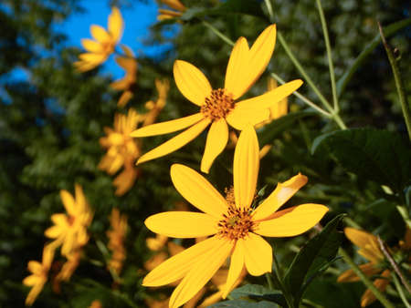 Creekside Wildflowersの写真素材