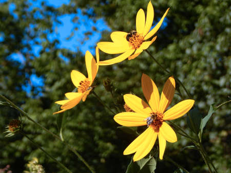 Vibrant Wildflowers & Beesの写真素材