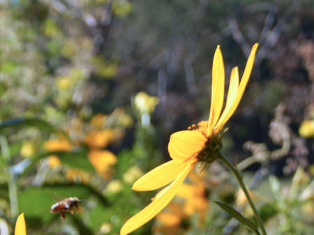 Hungry Little Beeの写真素材