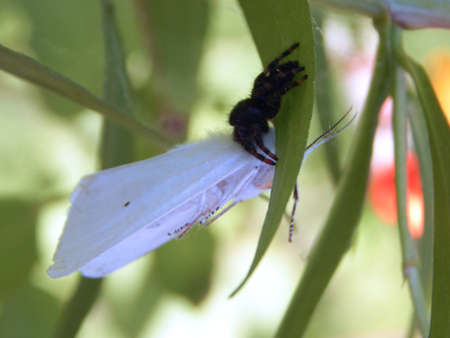 Little Spider Carrying Big Mothの写真素材