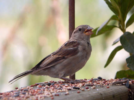Chirping Field Sparrowの写真素材