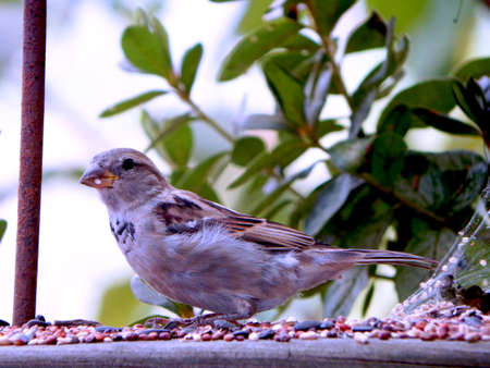 Backyard Field Sparrowの写真素材