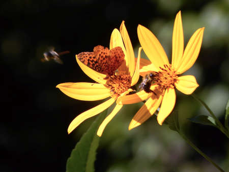 Butterflies, Bees & Wildflowersの写真素材