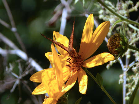 Creekside Butterflies & Wildflowersの写真素材