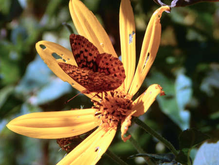 Pearl Crescent Butterfly IIIの写真素材