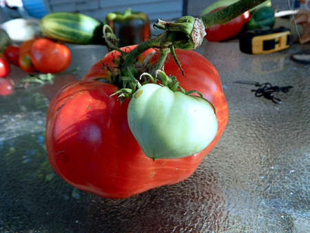 Huge Fresh Garden Tomatoの写真素材