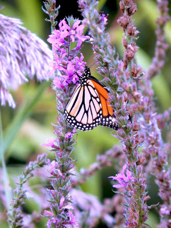 Monarch Butterflyの写真素材