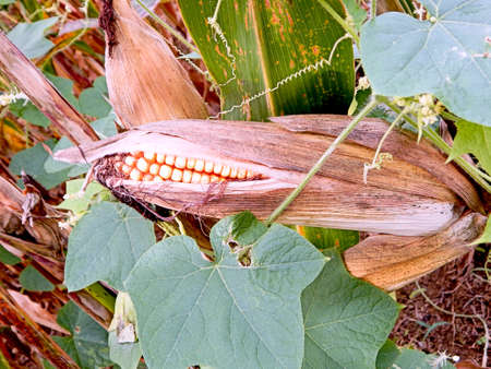 Corn On the Cob Stalkの写真素材