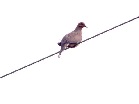 Mourning Dove On a Wireの写真素材