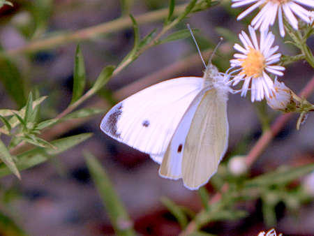Busy Cabbage White Butterflyの写真素材