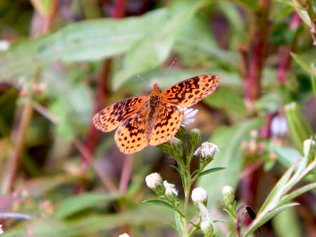 Open-Winged Aphrodite Fritillary Butterfly IIの写真素材